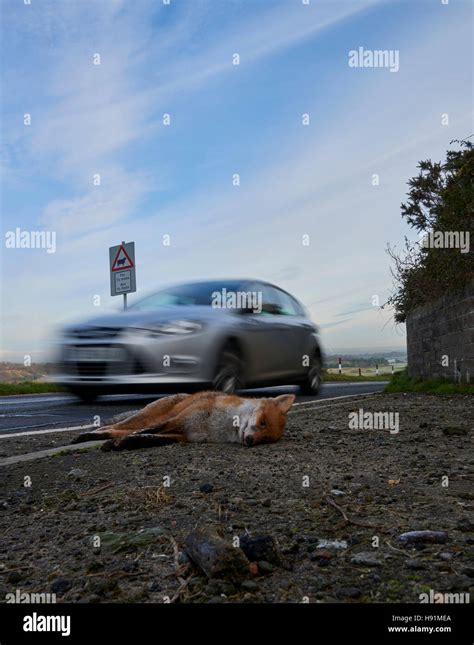 A Road Kill Fox Stock Photo Alamy