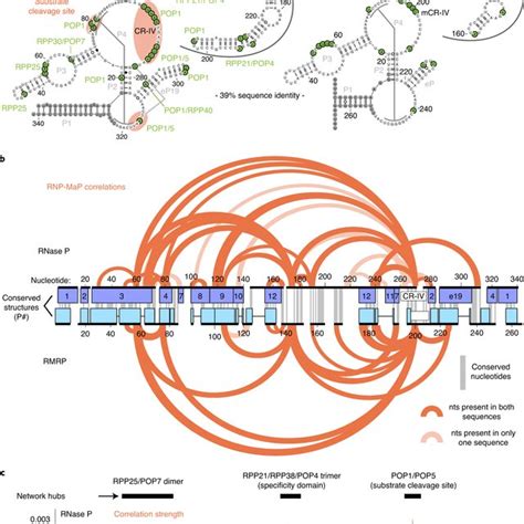 Rnp Map Reveals Conserved Protein Interaction Networks In Rnase P And Download Scientific