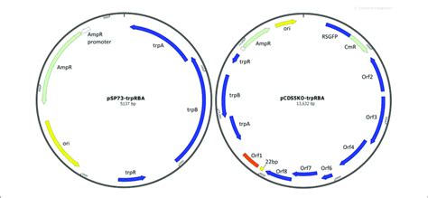 Plasmid Maps Of Vectors Constructed In This Study A E Coli Vector