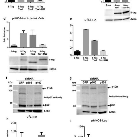 Tax Activates Inos Expression Through The Nf κb Pathway A A Functional Download Scientific