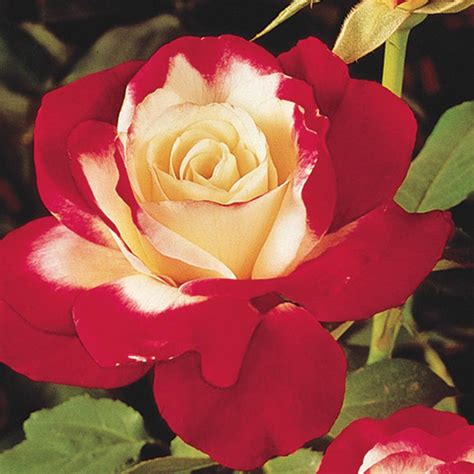 Double Delight Rose Bush