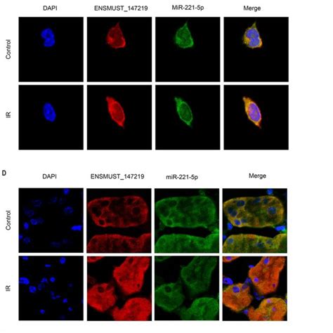 LncRNA ENSMUST 147219 Directly Binds To MiR 221 5p A Sequence