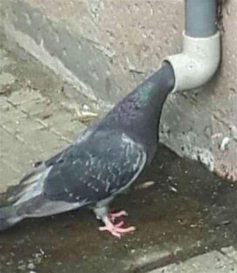 Pin di Elysium P. su pigeon | Foto di animali divertenti, Piccione ...