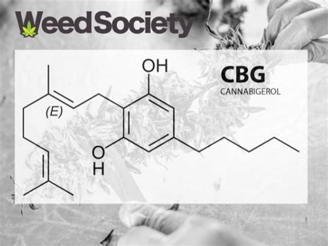 What Is Cannabigerol What Are Its Benefits Weedsociety