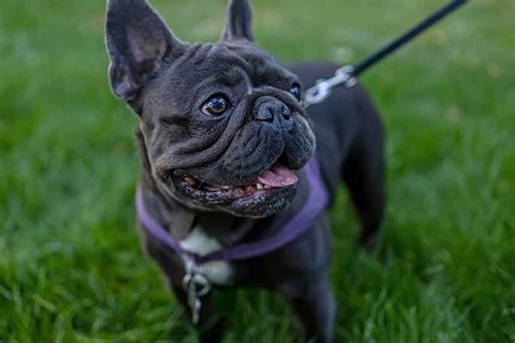 Brachycephalic Dog Breeds Ellevet Sciences