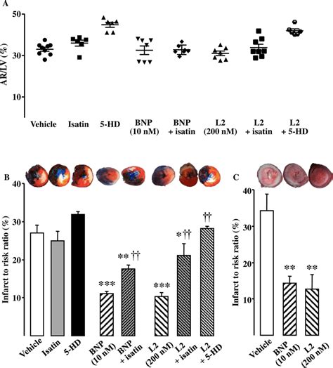 Effect Of L2 On Infarct Size A Area At Risk Ratio In The