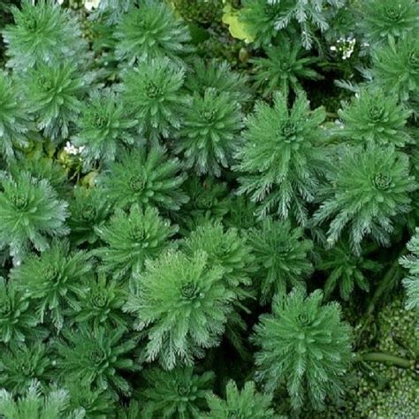 Myriophyllum Brasiliensis Flora Aqu Tica