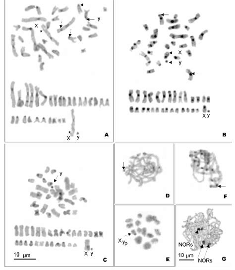 Mitotic And Meiotic Chromosomes Of Acalles Echinatus A Fallax And A