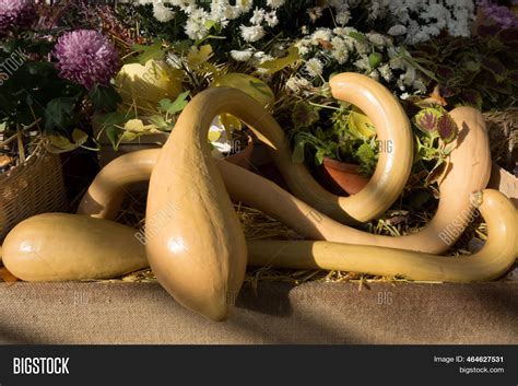 Lagenaria Siceraria, Image & Photo (Free Trial) | Bigstock