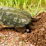 Snapping Turtle Eggs and Their Journey from Nest to Nature - All Turtles