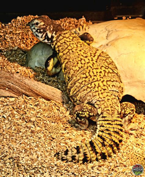 Always About The Uromastyx Darren Hamill Reptiles