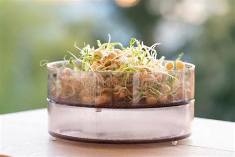 Semillas Germinadas Para Ensalada Semillas De Brotes De Ensalada