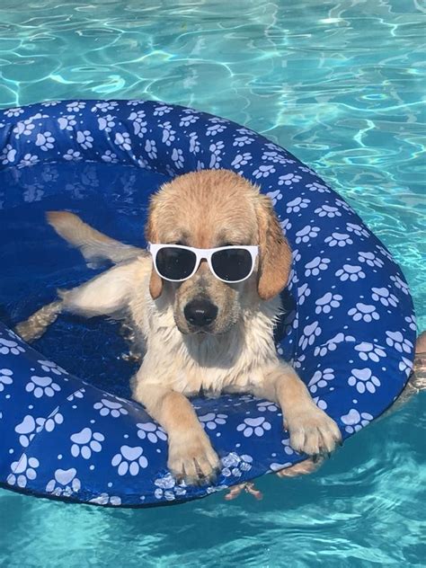 Just 21 Dogs Doin Themselves A Pool Float Pet Care Dogs Pet Dogs