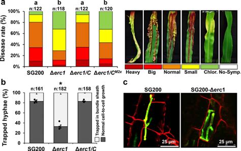 Nature Communications 研究揭示玉米黑粉菌在植物维管束鞘细胞间延伸的机制 知乎