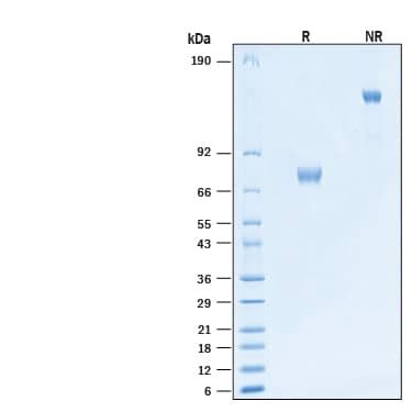 Siglec 3 CD33 Products Bio Techne