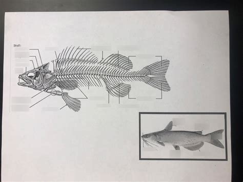 Fish Skeleton Diagram Quizlet