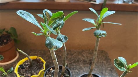 Укоренила черенки Адениумов в воде. Посадка в грунт черенков Адениумов ...