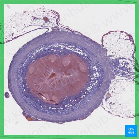 Cæcum et appendice vermiforme Anatomie et fonction Kenhub