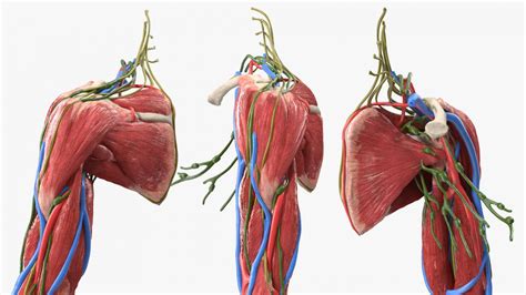 Female Left Arm Anatomy Skinless 3D | 3D Molier International