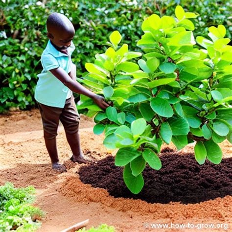 Expert Guide How To Successfully Grow Dwarf Cashew Trees