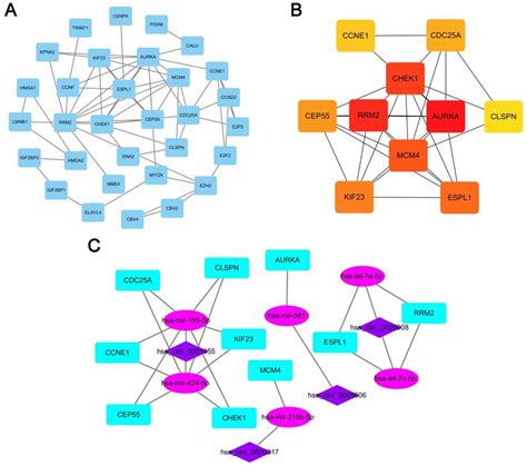 Circ 0039908 Mir Let 7c Rrm2 Axis Was Identified Played An Important Role In Lung Adenocarcinoma