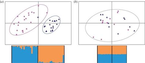 Sex Chromosome Differentiation And Sex Races In The Common Frog Rana Temporaria