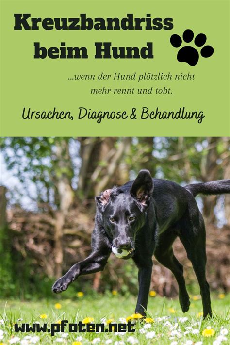 Kreuzbandriss Beim Hund Symptome Diagnose Behandlung Artofit