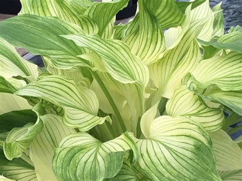 Хоста Белая Фото – Telegraph