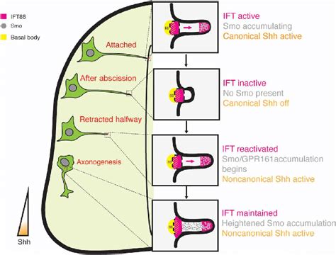 Final model. Remodeling of the primary cilium during neuronal ... 