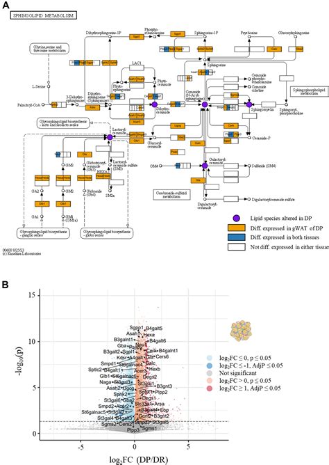 Altered liver lipidome markedly overlaps with human plasma lipids at