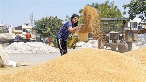 Centre Eases Wheat Purchase Norms For Punjab Haryana Latest News