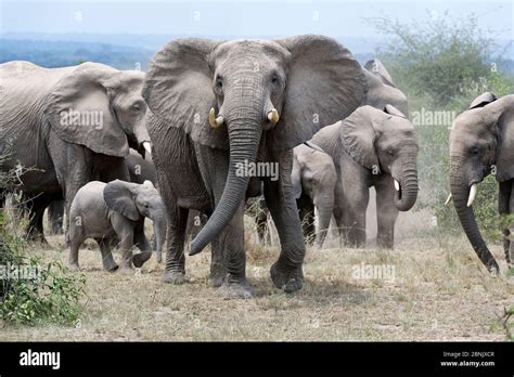 African Elephant Loxodonta Africana Herd With Adult Protecting Calf