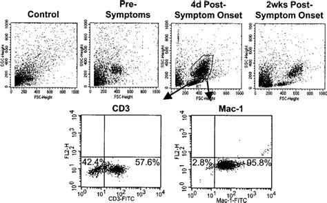 Flow Cytometry Analysis Of Inflammatory Cells In The Cns Of Eae Mice