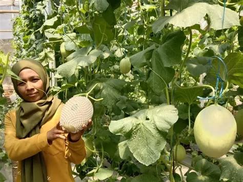 Pesatnya Urban Farming Di Mojosongo Boyolali Bikin Anak Muda Tertarik