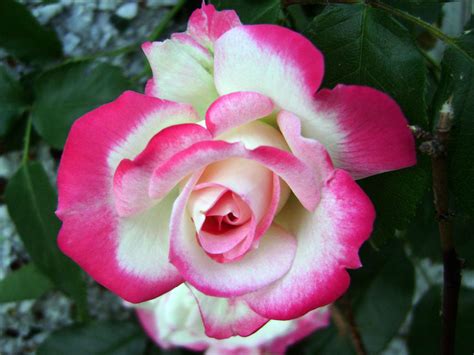 15 Types of Roses for Your Garden