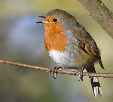 European Robin By Carl Bovis Birdguides