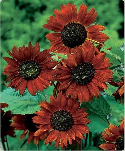 Sunflower Velvet Queen flower seeds - Sierra Flora