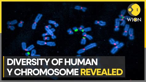 Scientists Fully Sequence Human Y Chromosome For The First Time