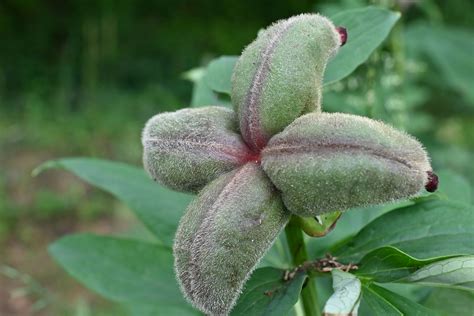 Albiflora Be Officinalis Ssp Banatica Albiflora Is A Division Of