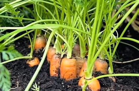 Guide To 35 Vegetables Or Plants Suited For Growing Indoor And Their