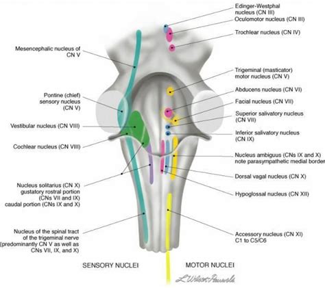 Head And Neck Nerves Cranial Nuclei In Brain Stem Artofit