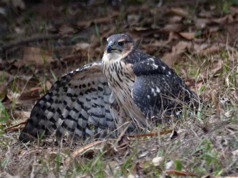 Black Goshawk The Ultimate Guide Operation Migration