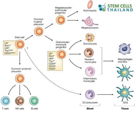 Ancestor Cells and Precursor Cells