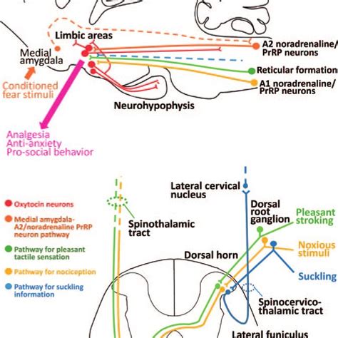 Noxious Or Non Noxious Inputs To Oxytocin Secreting Neurons In The