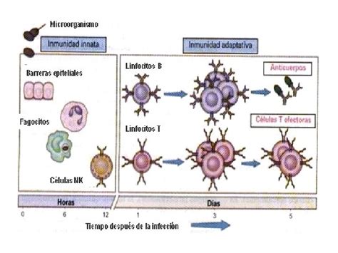 Inmunidad Adaptativa La Funcin Fisiolgica Del Sistema Inmunitario