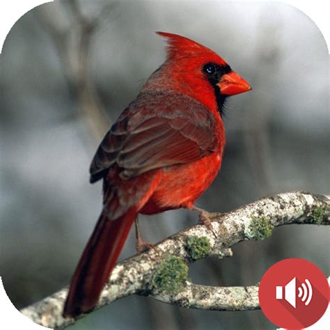 Cardinal Bird Sounds - Apps on Google Play