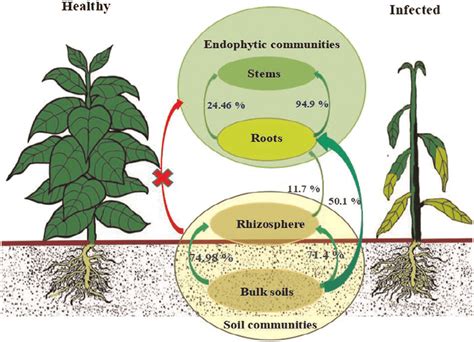 Comparison Of Soil And Endophytic Community Structures At Genus Level