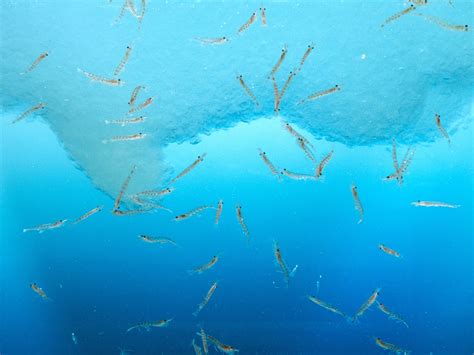 Blue whales are going eerily silent—and scientists say it’s a warning