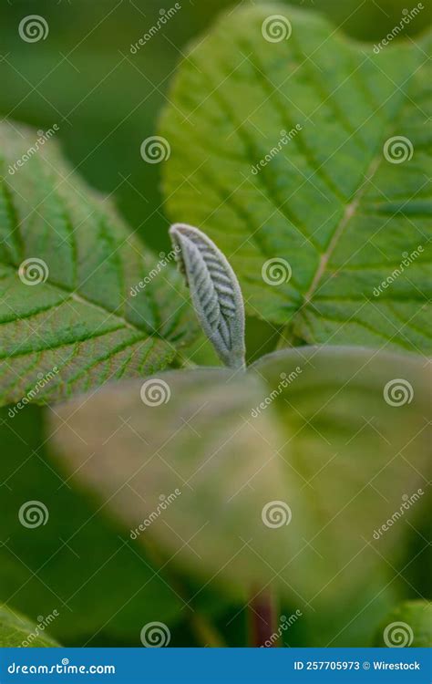 Toma Vertical De Hojas De Teca Verde Frescas Crecimiento Imagen De