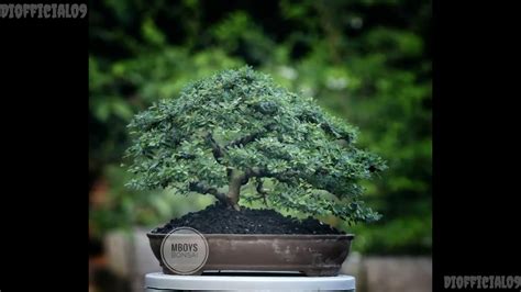 Inspirasi Bonsai Saeng Simbur Bagus Kumpulan Bonsai Saeng Simbur